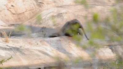 The image shows a baby elephant stuck in a watering hole. (Jukin Media)