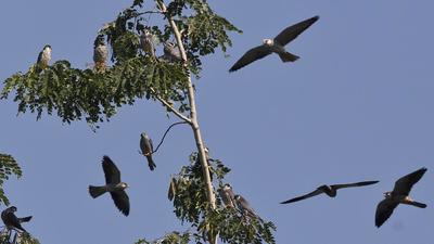 The divisional forest officer (DFO) Kh Hitler of Tamenglong forest division shared pictures and videos of Amur Falcons hovering in the sky in a WhatsApp group on Monday. (AP Photo/File) The divisional forest officer (DFO) Kh Hitler of Tamenglong forest division shared pictures and videos of Amur Falcons hovering in the sky in a WhatsApp group on Monday. (AP Photo/File)