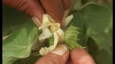 According to a crop loss assessment due to pink bollworm, 76-100% cotton was found damaged in all three subdivisions in Mansa. According to a crop loss assessment due to pink bollworm, 76-100% cotton was found damaged in all three subdivisions in Mansa.