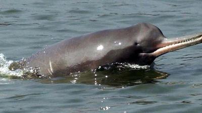 Bihar government has decided to conduct a census and survey of endangered Gangetic dolphins in Araria district. (HT Photo)
