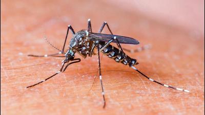 The Mohali district health department has intensified its anti-larvae checking to curb the spread of dengue with a total of 13 anti-dengue teams. (HT FILE PHOTO)