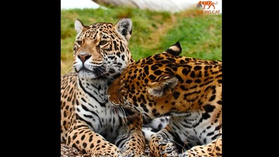 The image shows the jaguar couple Kumal and Kedera. (Instagram/@thebigcatsanctuaryuk)