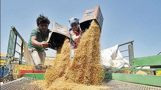 The DC stated that the state government will lift every single grain of paddy in a smooth and hassle-free manner during the ongoing procurement season. (Representative photo)