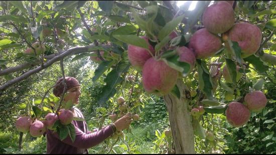 Organic Apples  Shimla Organic