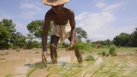 India is the largest funder of agricultural innovations but only about 4% to 5% of the $3 billion funding has clearly defined sustainability outcomes.&nbsp;(Representation image)