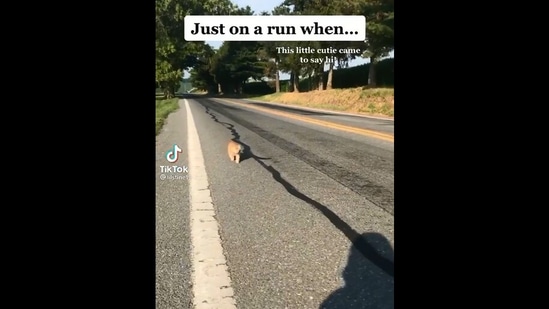 The image shows the cat approaching the woman.(Instagram/@lynnaestine)