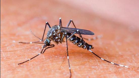 In the last 48 hours, 19 new cases of dengue have been detected in the Ludhiana district (Representative photo) In the last 48 hours, 19 new cases of dengue have been detected in the Ludhiana district (Representative photo)