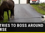DOG TRIES TO BOSS AROUND A HORSE DOG TRIES TO BOSS AROUND A HORSE