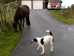 Doggo tries to boss around the horse by pulling the latter forward in its direction. (Jukin Media) Doggo tries to boss around the horse by pulling the latter forward in its direction. (Jukin Media)