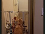 Human wears a scary mask to play a prank on dog.(Jukin Media) Human wears a scary mask to play a prank on dog.(Jukin Media)