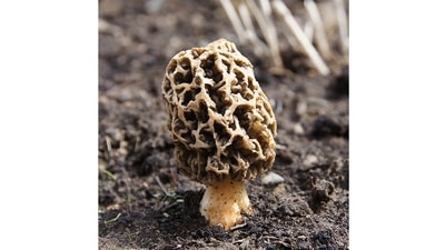 Kashmir Gucchi: India’s most expensive mushrooms are the wild-growing morels from Kashmir. Known locally as gucchi, they can’t be farmed. Foragers collect them as they sprout on decaying logs and tree roots between March and May. By the time the crop reaches the market, it commands almost  <span class='webrupee'>₹</span>18,000 per kilo. The morels go into pulaos, accompany meat and veg dishes and have an intense flavour that commercial white mushrooms can’t replicate. (TOMMES-WIKI via Wikimedia Commons)