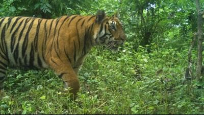 Out of 312 tigers in the state, 203 are within Tadoba and its buffer zone. Out of 312 tigers in the state, 203 are within Tadoba and its buffer zone.