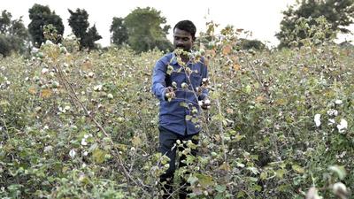 The minister said reports from cotton-growing belts in Punjab were also required to determine the exact crop loss for compensation. (HT Photo) The minister said reports from cotton-growing belts in Punjab were also required to determine the exact crop loss for compensation. (HT Photo)
