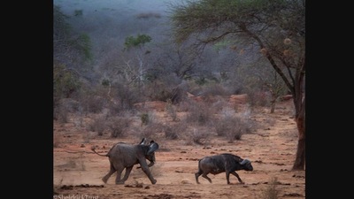 The image shows the elephant chasing a buffalo. (Instagram/@sheldricktrust)