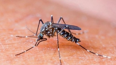 According to the same report, a total of 480 cases of dengue have been reported in the national capital so far this year.