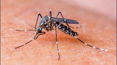 Mohali deputy commissioner Isha Kalia has ordered the district health department, the municipal corporation and the municipal councils to “actively take up fogging drive to curb mosquito menace”. (HT FILE PHOTO) Mohali deputy commissioner Isha Kalia has ordered the district health department, the municipal corporation and the municipal councils to “actively take up fogging drive to curb mosquito menace”. (HT FILE PHOTO)