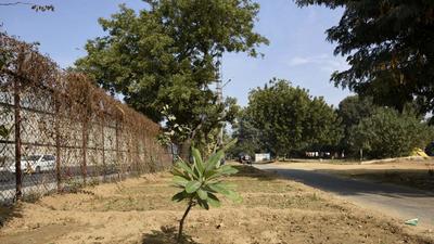 Around 500,000 saplings were planted across the district this monsoon, the district administration said on Monday. (HT Archive)