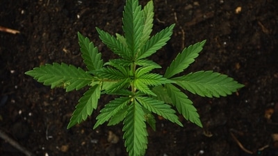 After all, the crop he grows, is not paddy, but marijuana . (Unsplash. Representative image) After all, the crop he grows, is not paddy, but marijuana . (Unsplash. Representative image)