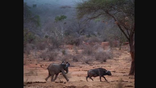 The image shows the elephant chasing a buffalo.(Instagram/@sheldricktrust)