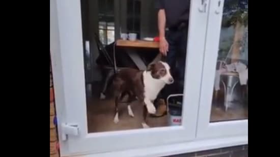 The dog attempts to open the door by trying to push the glass without realising that it is missing. Screengrab