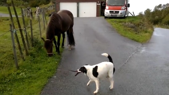 Video of dog trying to boss around a horse and failing is