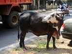 Madhya Pradesh has 29 million bovines (18.7 million cows and 10.3 million buffaloes) , 9.73% of the total population of bovines in India in 2019.&nbsp;