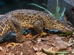 The Cuban Crocodile is one of the six species which are critically endangered.(Twitter/@SedgwickCoZoo) The Cuban Crocodile is one of the six species which are critically endangered.(Twitter/@SedgwickCoZoo)