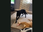 Dog cleverly steals a bone-shaped treat from a sleeping pooch.(Jukin Media) Dog cleverly steals a bone-shaped treat from a sleeping pooch.(Jukin Media)