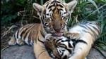Forest officials in Bihar’s West Champaran district found a tiger’s carcass in Valmiki Tiger Reserve (VTR) on Wednesday. (FILE) Forest officials in Bihar’s West Champaran district found a tiger’s carcass in Valmiki Tiger Reserve (VTR) on Wednesday. (FILE)