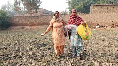 DAP is an essential input for ensuing optimum productivity of wheat and it is to be applied at the time of sowing. (HT File/Representational) DAP is an essential input for ensuing optimum productivity of wheat and it is to be applied at the time of sowing. (HT File/Representational)
