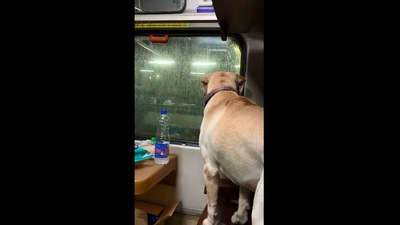 The image shows a dog named Rio. (Instagram/@alabnamed_rio)