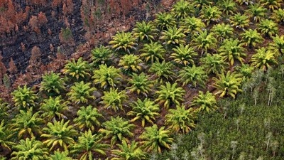 India imported palm oils—both crude and refined—worth $5.8 billion in FY21, mostly from Indonesia and Malaysia. (Reuters)