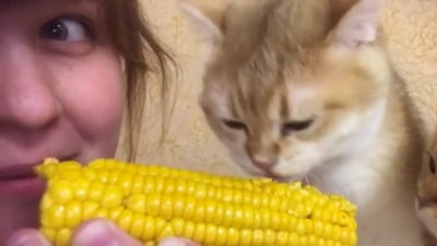 Woman shares corn with cat. (Jukin Media)