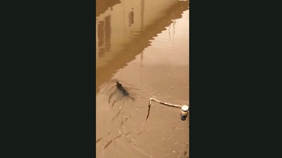 The image shows the mama rat crossing the pond. (Jukin Media)