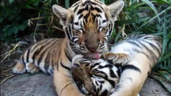 Forest officials in Bihar’s West Champaran district found a tiger’s carcass in Valmiki Tiger Reserve (VTR) on Wednesday. (FILE)