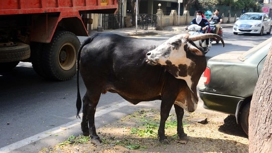 Madhya Pradesh has 29 million bovines (18.7 million cows and 10.3 million buffaloes) , 9.73% of the total population of bovines in India in 2019.&nbsp;(HT File)