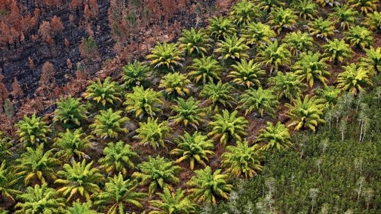 India imported palm oils—both crude and refined—worth $5.8 billion in FY21, mostly from Indonesia and Malaysia.(Reuters) India imported palm oils—both crude and refined—worth $5.8 billion in FY21, mostly from Indonesia and Malaysia.(Reuters)