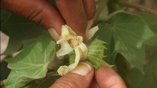 After the worst-ever attack of pink bollworm on cotton this year, Punjab government has decided to adopt MDT as an integrated pest management solution from the next kharif sowing season. (HT File)