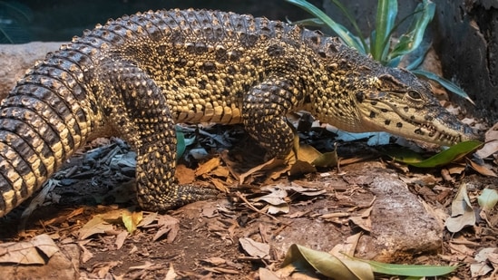The Cuban Crocodile is one of the six species which are critically endangered.(Twitter/@SedgwickCoZoo)