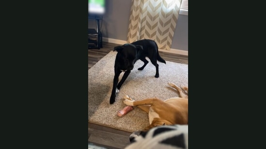 Dog cleverly steals a bone-shaped treat from a sleeping pooch.(Jukin Media)
