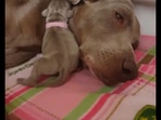 Puppy snuggles close to mama dog's ear for warmth. Screengrab Puppy snuggles close to mama dog's ear for warmth. Screengrab