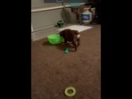 Dog plays around with a green bowl. Screengrab Dog plays around with a green bowl. Screengrab