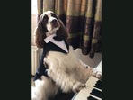 The dog plays an ‘interesting’ tune on a piano.(Jukin Media) The dog plays an ‘interesting’ tune on a piano.(Jukin Media)