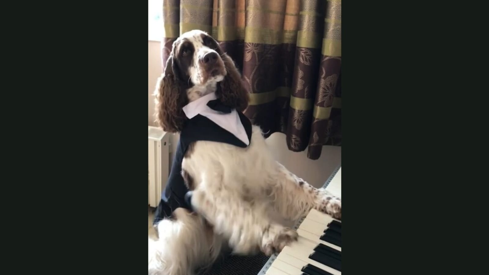Dog turns musician, plays ‘interesting’ tune in this adorable video