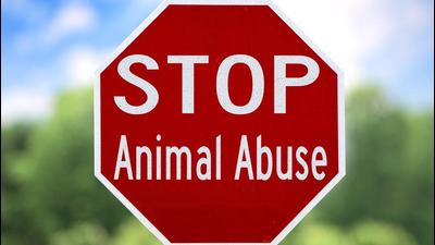 What drives a young person to commit such acts of cruelty, and in full public view on social media? (Shutterstock) What drives a young person to commit such acts of cruelty, and in full public view on social media? (Shutterstock)