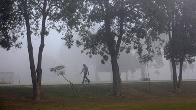 Forests are not nurtured, they have to fend for themselves. (File Photo) Forests are not nurtured, they have to fend for themselves. (File Photo)