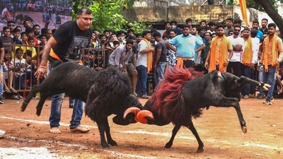 Goats lock their horns during a fight as part of Dussehra celebrations in Hubballi, Wednesday. (PTI) Goats lock their horns during a fight as part of Dussehra celebrations in Hubballi, Wednesday. (PTI)