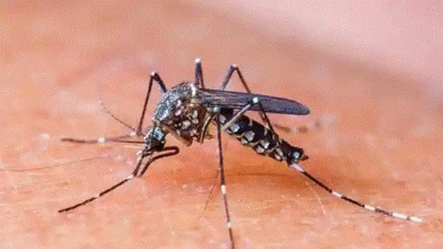 Among the total about 600 dengue cases in Lucknow, 87 were reported between January and September while from September 1 to October 14, over 510 cases have been reported (Pic for representation)