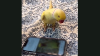The feathery creature is seen looking at a video of himself on phone. (Jukin Media) The feathery creature is seen looking at a video of himself on phone. (Jukin Media)