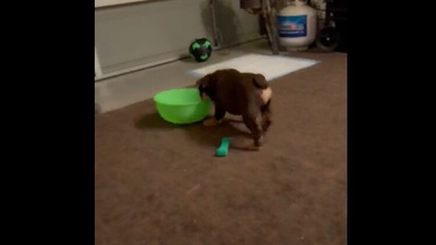 Dog plays around with a green bowl. Screengrab Dog plays around with a green bowl. Screengrab 